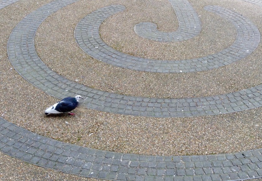 fen court pigeon
